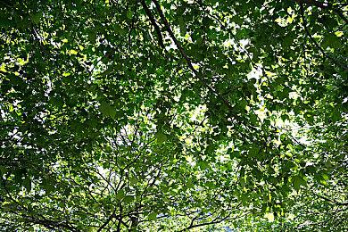 速通大会禁止哈利波特游戏参加 包括《霍格沃茨之遗》